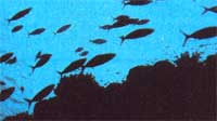
A school of fish swimming in the ocean.
